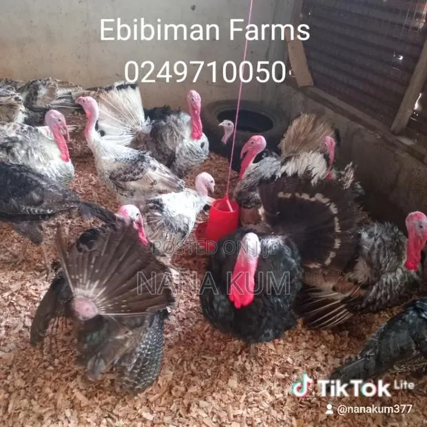 Turkey for Sale · Photo 1