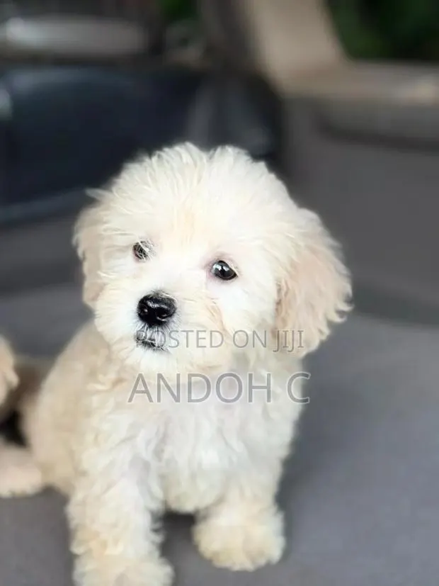 1-3 months Male Purebred Poodle · Photo 1