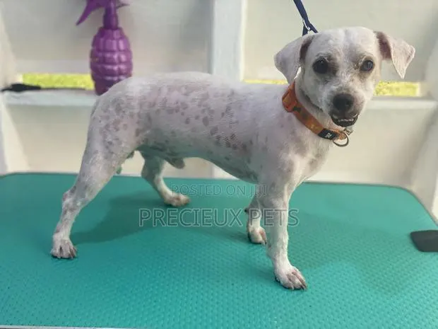 Dog Grooming #Summer Cut Series 0001 · Photo 1