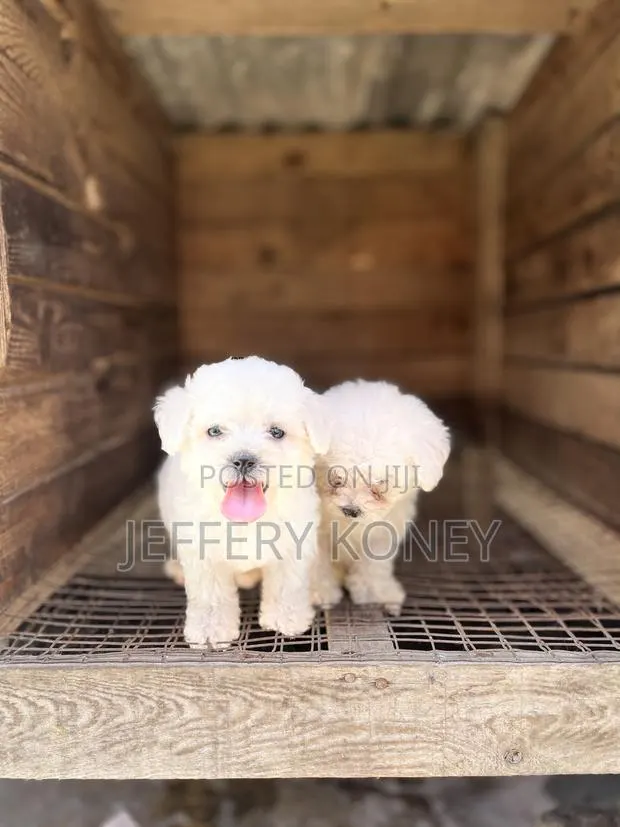 1-3 months Female Purebred Poodle · Photo 1