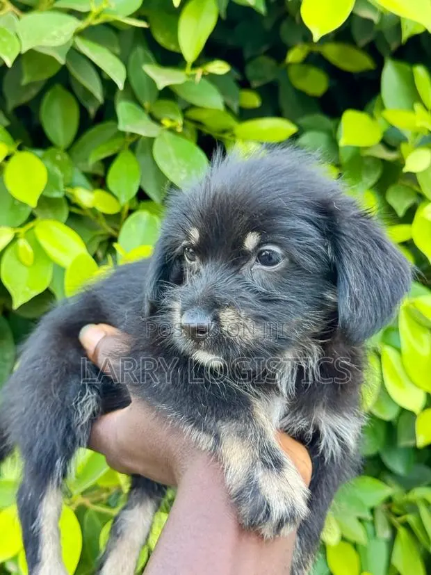 1-3 months Female Purebred Poodle · Photo 1