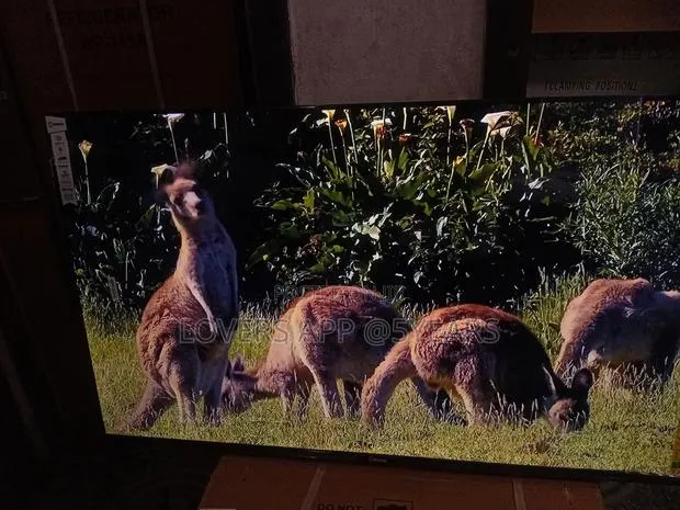 Sigma STV-Ku55v6-S 55" Unbelievable Led Tv · Photo 1