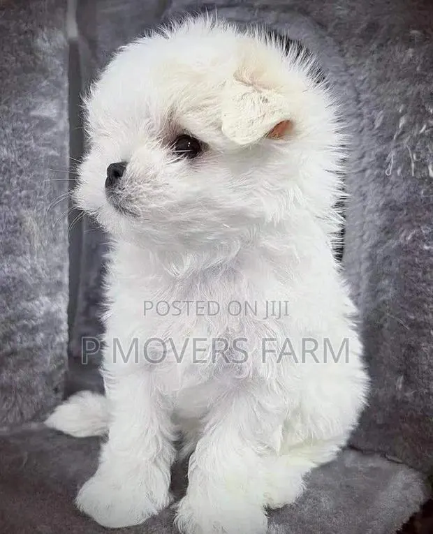 1-3 months Female Purebred Maltese · Photo 1