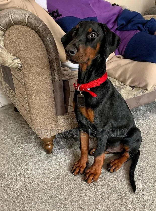 6-12 months Male Purebred Doberman Pinscher · Photo 1