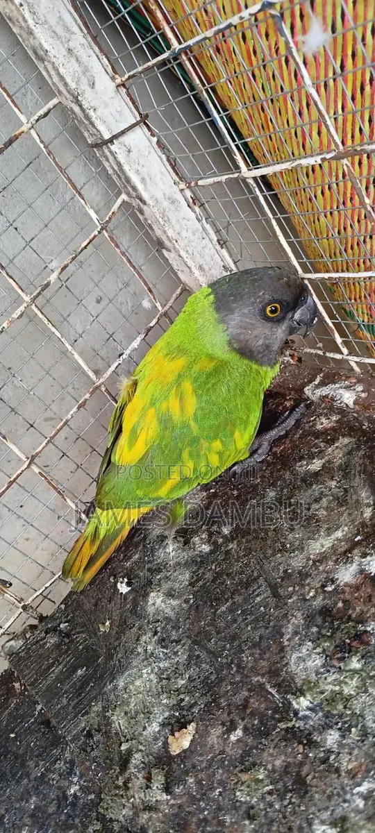 Senegalese Parrots Available · Photo 1