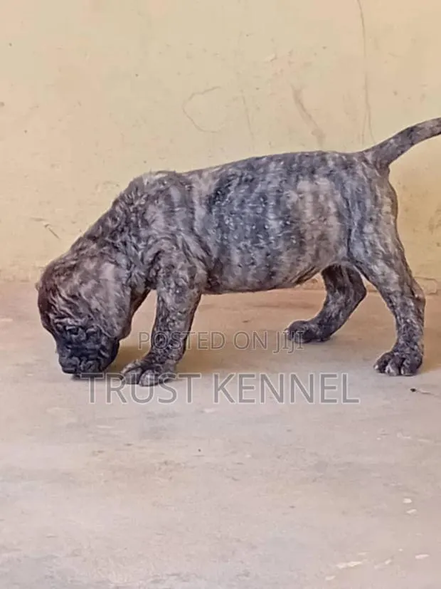 1-3 months Female Purebred Boerboel · Photo 1