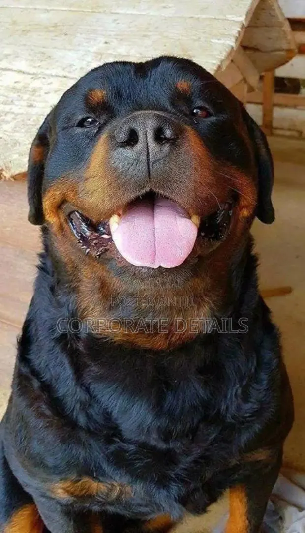 1+ year Male Purebred Rottweiler · Photo 1