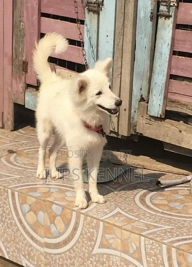 1+ year Male Purebred American Eskimo · Photo 1