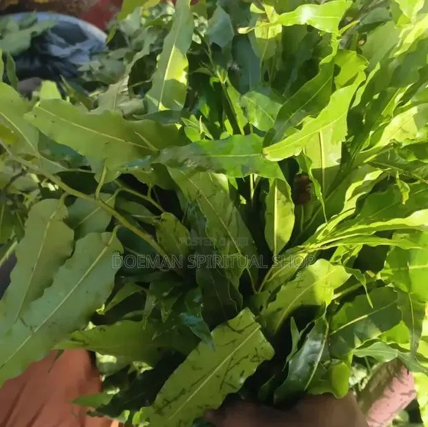 Sikadua/Leaves · Photo 1