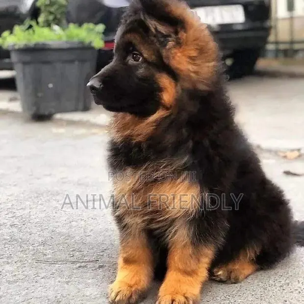 1-3 months Male Purebred German Shepherd · Photo 1