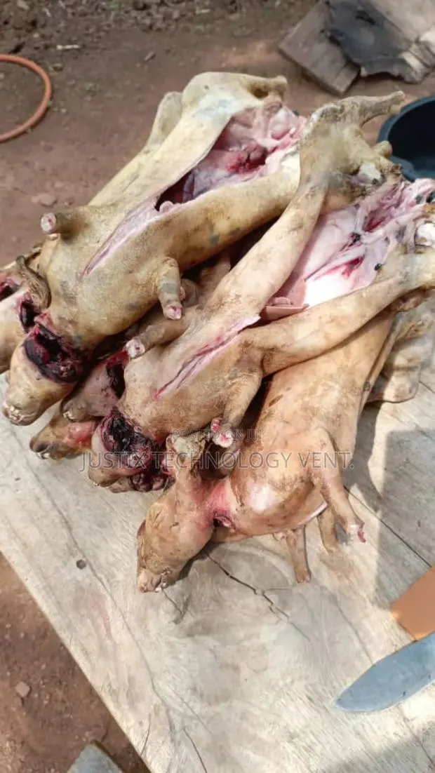 Fresh Rabbit Meat · Photo 1