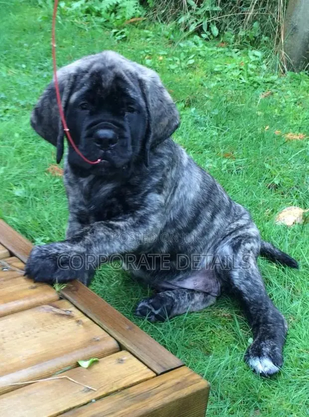 1-3 months Male Purebred Boerboel · Photo 1