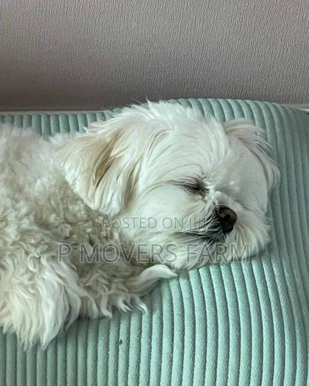 1-3 months Male Purebred Poodle · Photo 1