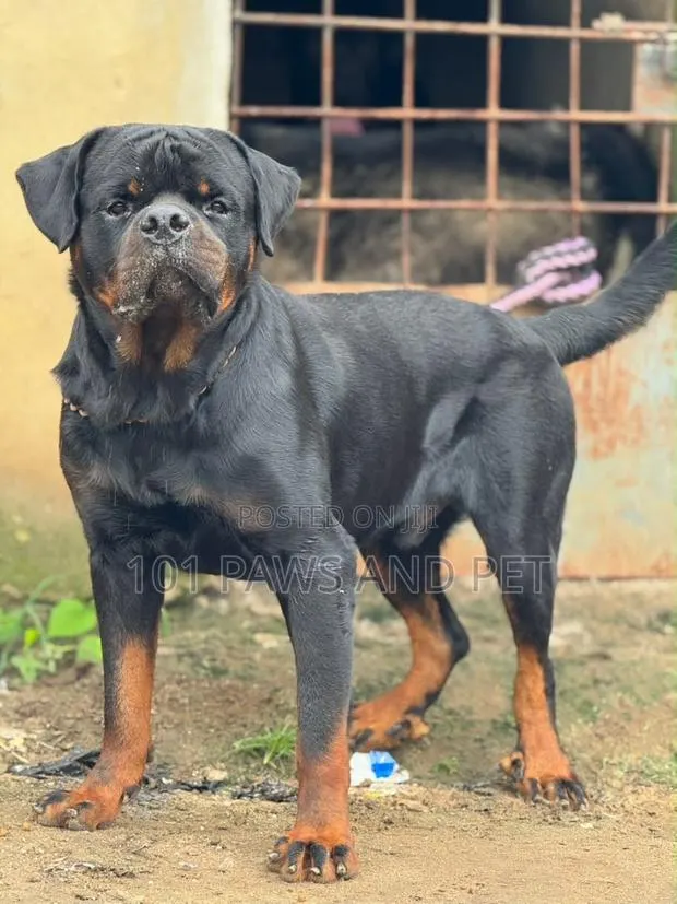 1+ year Male Purebred Rottweiler · Photo 1
