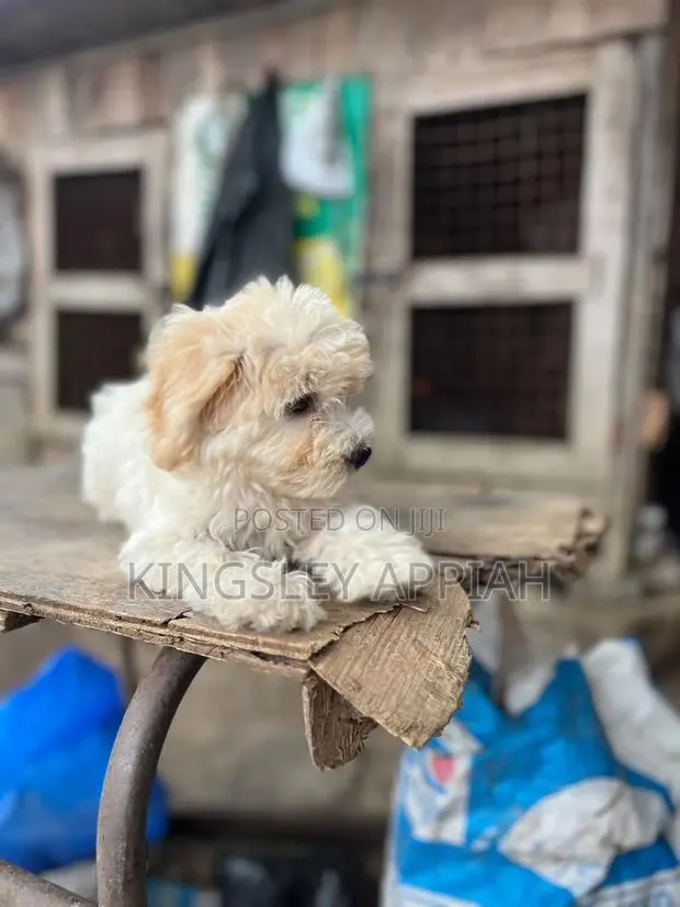 1-3 months Female Purebred Poodle · Photo 1