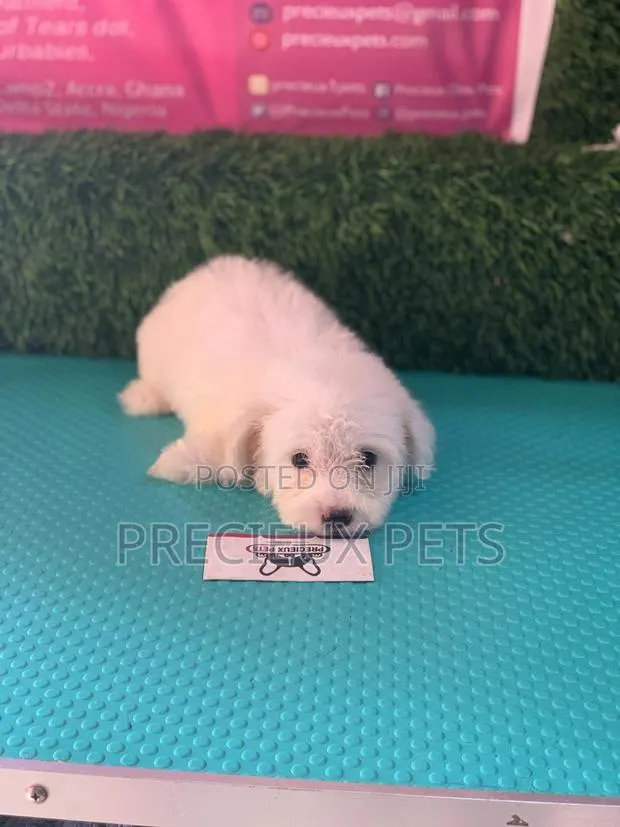 1-3 Months Female Purebred Maltese · Photo 1