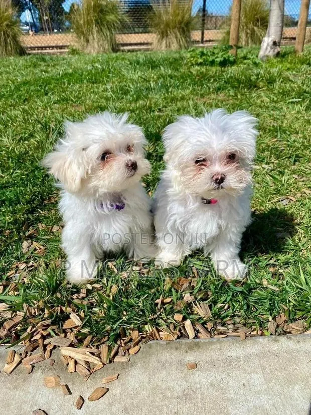 1-3 months Male Purebred Maltese · Photo 1