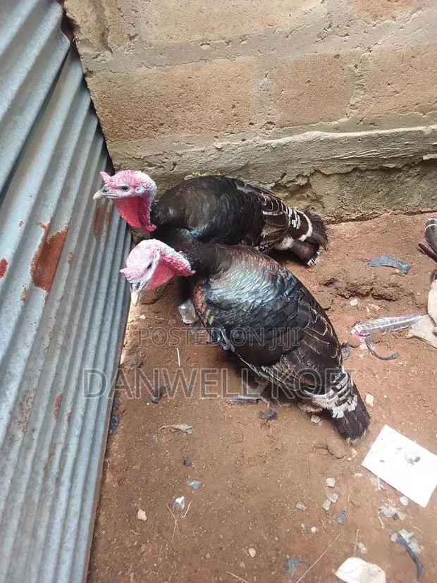 Mature Male Hybrid Turkey for Sale · Photo 1
