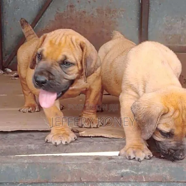 1-3 months Male Purebred Boerboel · Photo 1