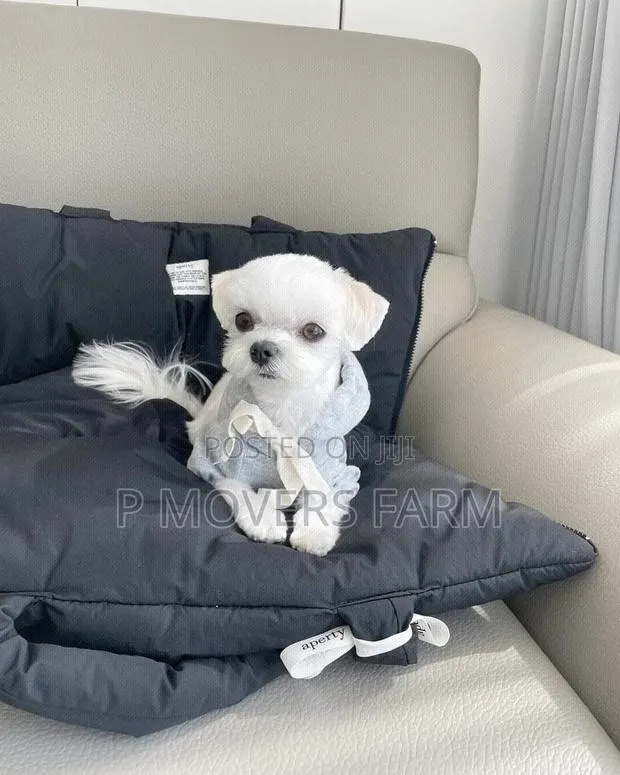 1-3 months Male Purebred Poodle · Photo 1