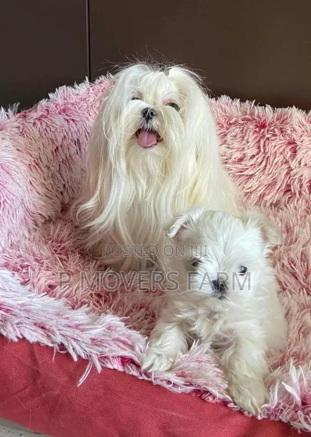 1-3 months Male Purebred Poodle · Photo 1