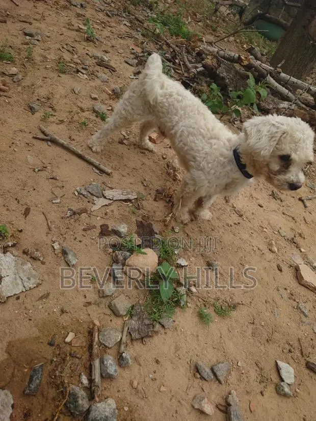 1+ year Male Purebred Poodle · Photo 1