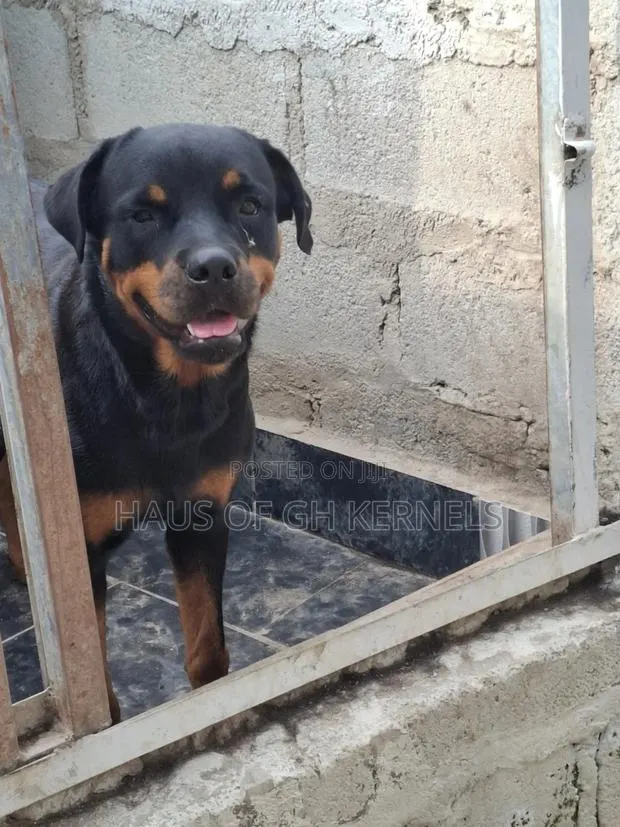 1+ year Female Purebred Rottweiler · Photo 1