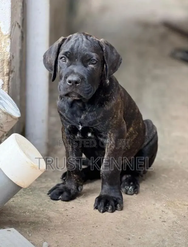 3-6 months Female Purebred Boerboel · Photo 1