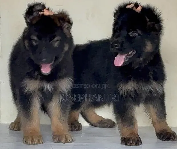 1-3 months Female Purebred German Shepherd · Photo 1
