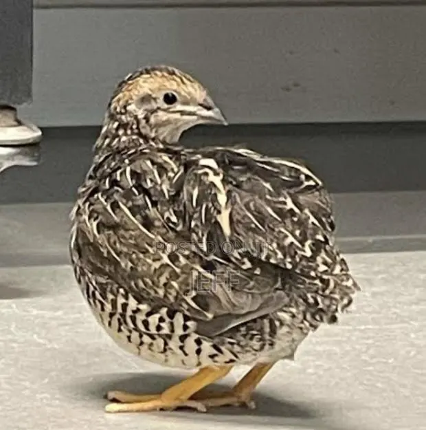 Quail Birds · Photo 1