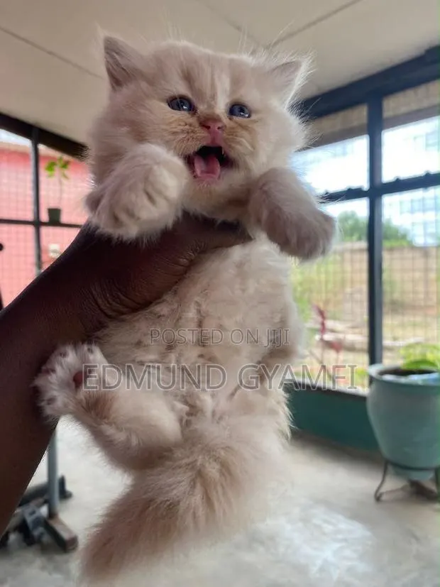 1-3 months Female Purebred Persian · Photo 1