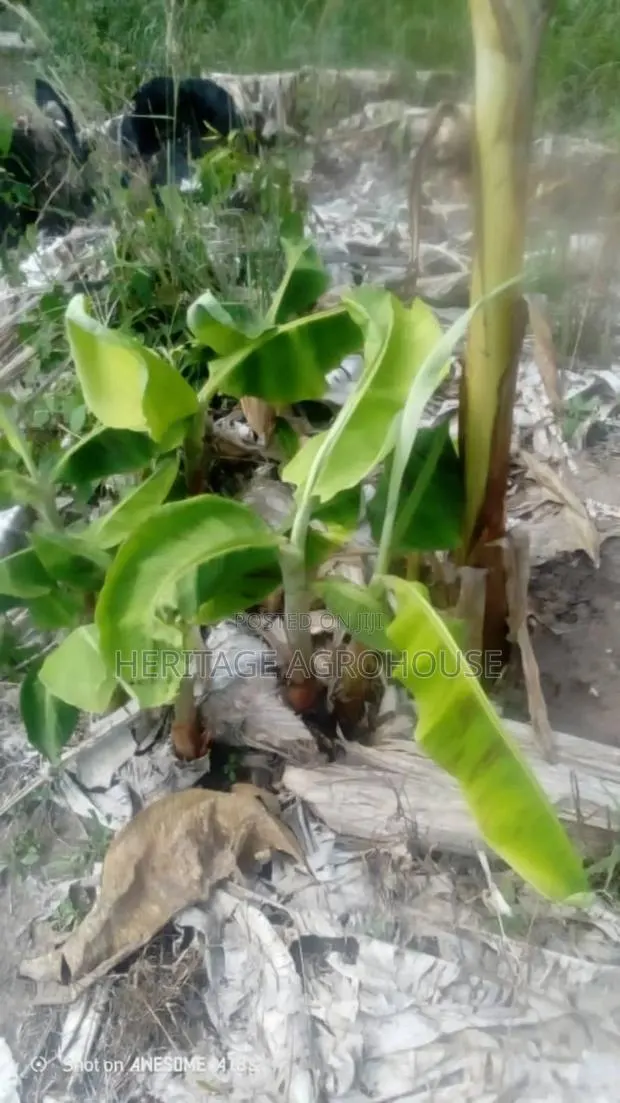 Plantain Suckers · Photo 1