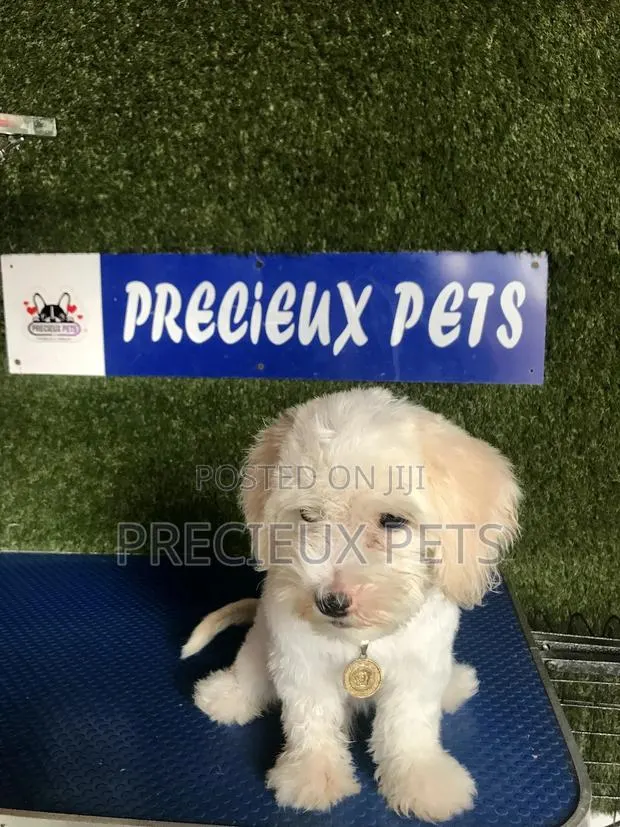 1-3 months Male Purebred Poodle · Photo 1