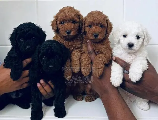 1-3 months Female Purebred Poodle
