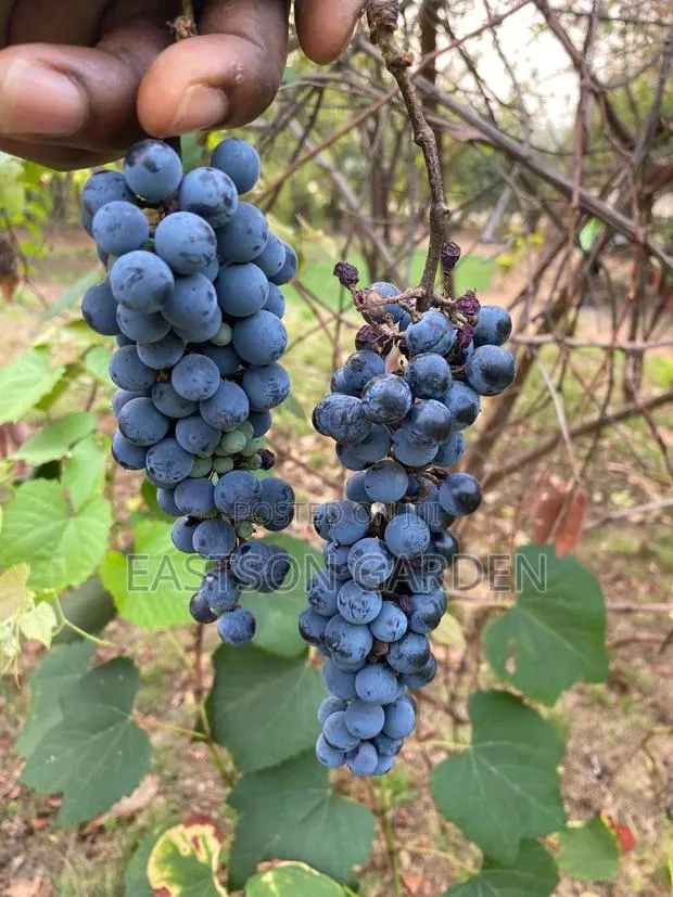 Exotic Grapes Seedless Table · Photo 1