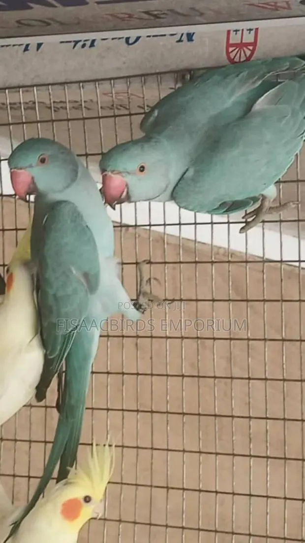 Exotic Blue Indian Ringneck Parakeet · Photo 1