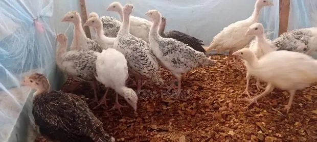 1month Old Turkeys · Photo 1