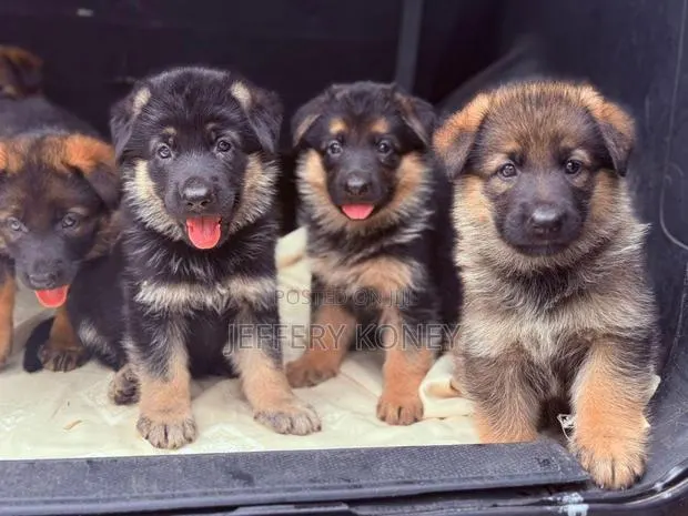 1-3 months Female Purebred German Shepherd · Photo 1