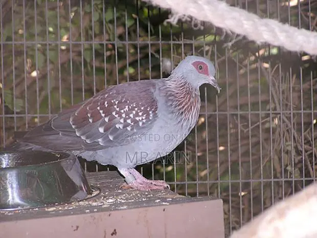 Speckled Pigeon · Photo 4