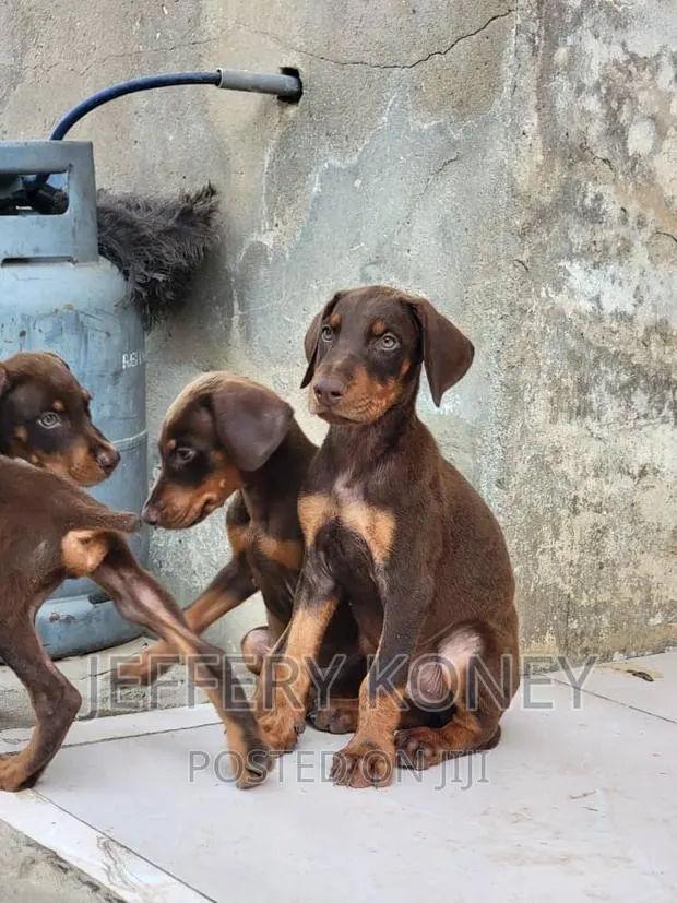 1-3 months Male Purebred Doberman Pinscher · Photo 1