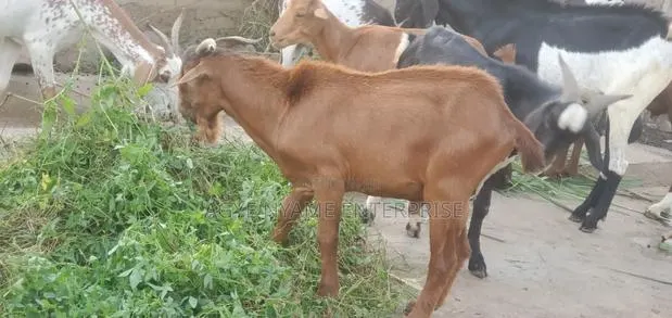 Cool Goat for Meat · Photo 1