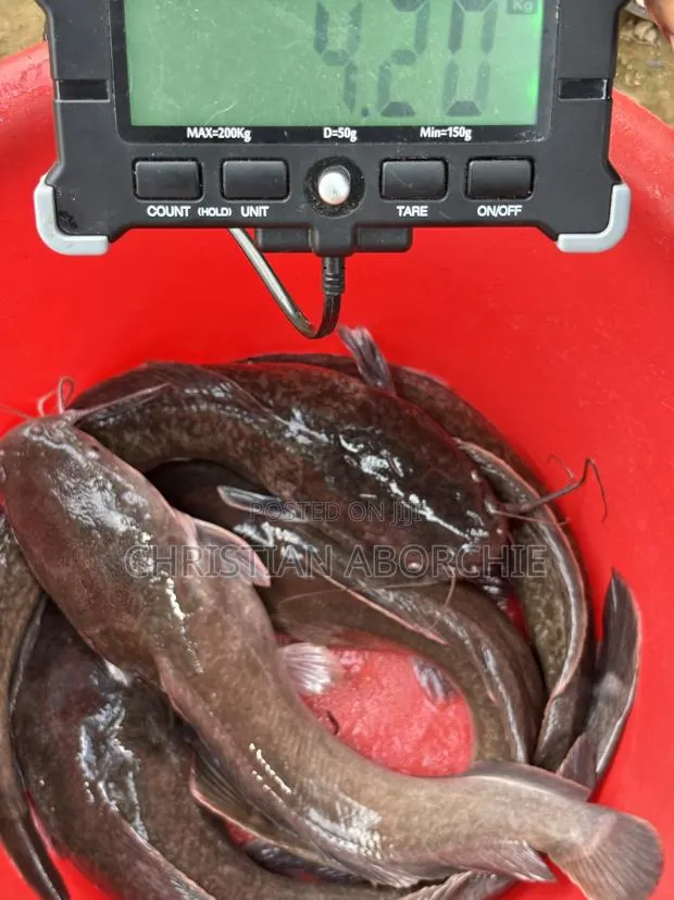 Catfish for Sale · Photo 1