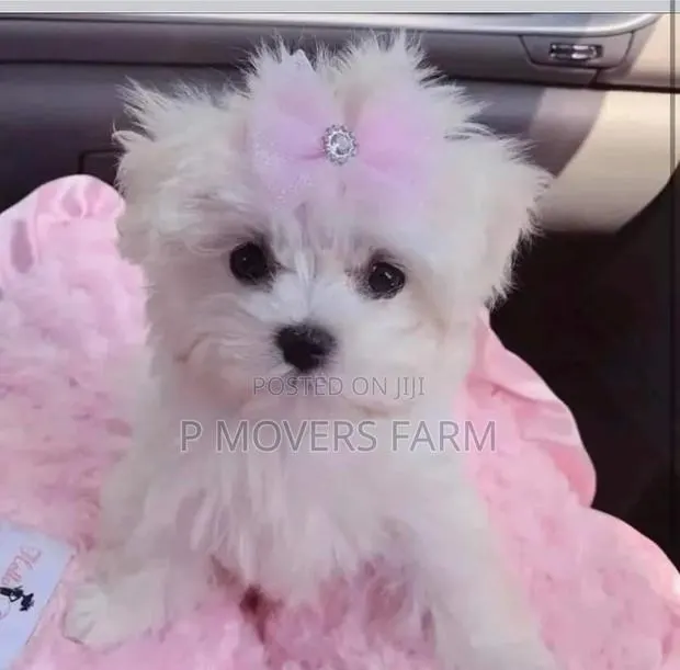 1-3 months Female Purebred Maltese · Photo 1