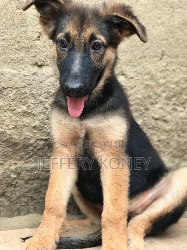 1-3 months Female Purebred German Shepherd · Photo 1