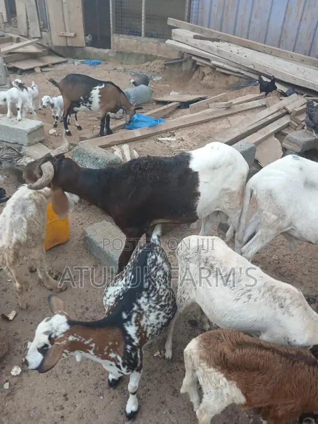 Goat and Sheep Manure · Photo 1