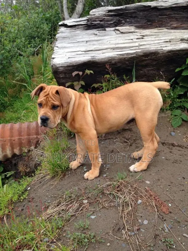 1-3 months Male Purebred Boerboel · Photo 1