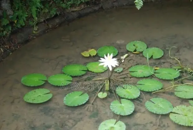 Water Lily For Aquarium & Fish Ponds Ghana · Photo 1