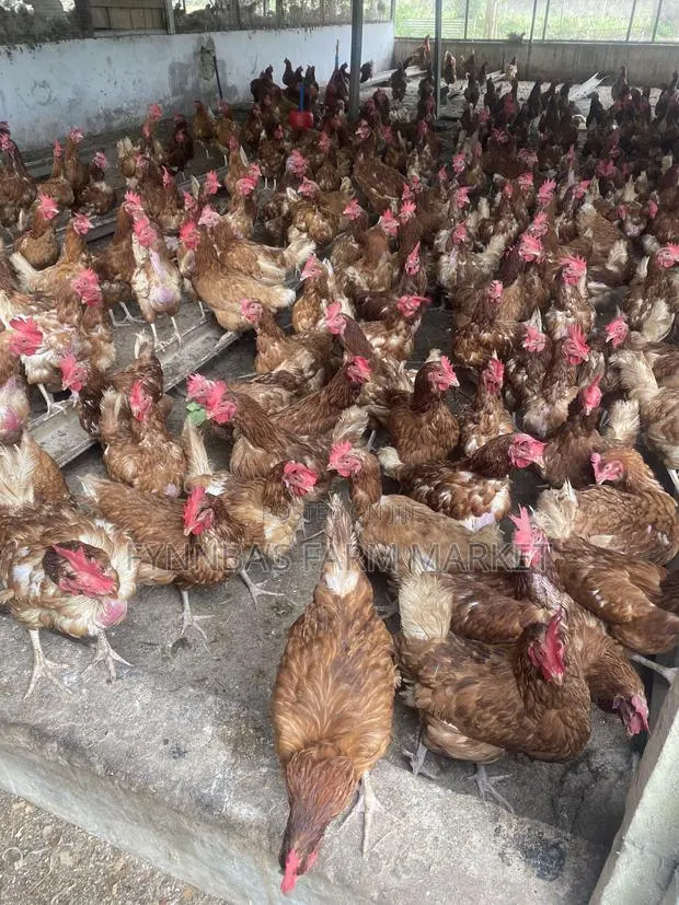 Chickens and Sasso Birds for Sale,kindly Contact Me if Interested Than · Photo 1