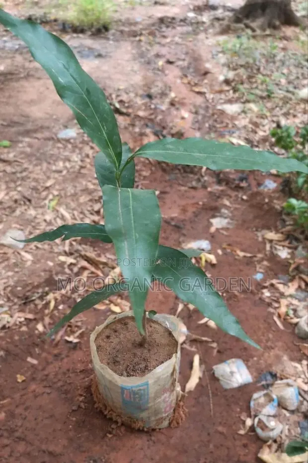 Healthy Weeping Willow Plant Seedling · Photo 1