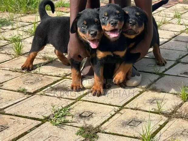 1-3 months Male Purebred Rottweiler · Photo 1